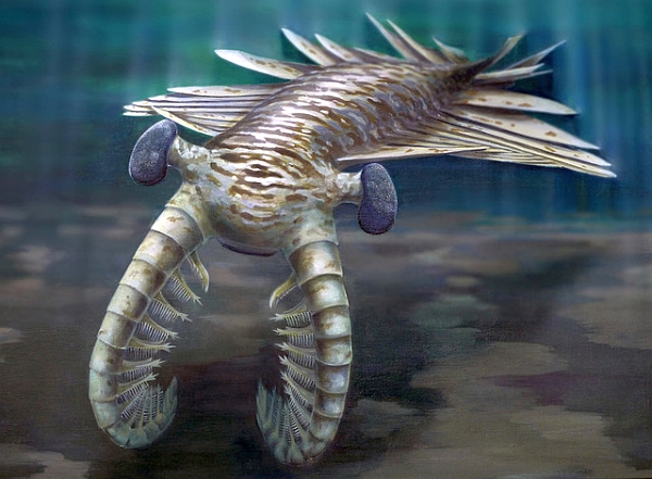 anomalocaris_reconstruction-4edf68a-intro-thumb-640xauto-28324.jpg