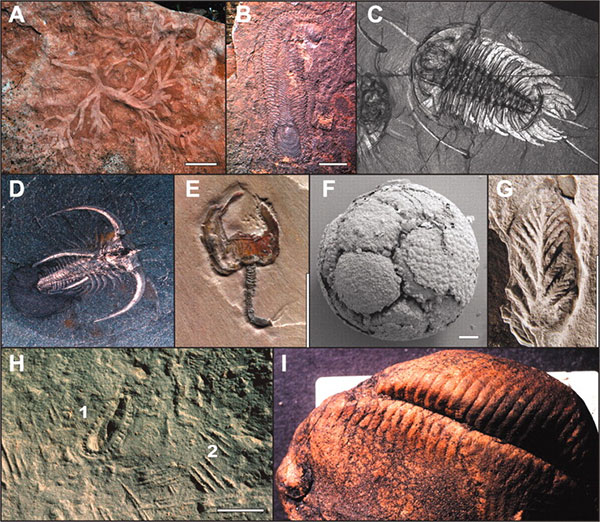 cambrian_conundrum_fig1_600.jpg