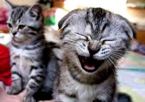 кошки смеются.jpg