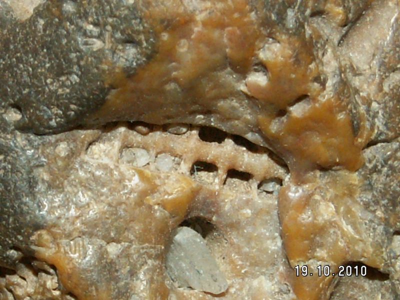 ProtosM(1).jpg
